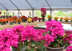 The varieties of Vista Farms.